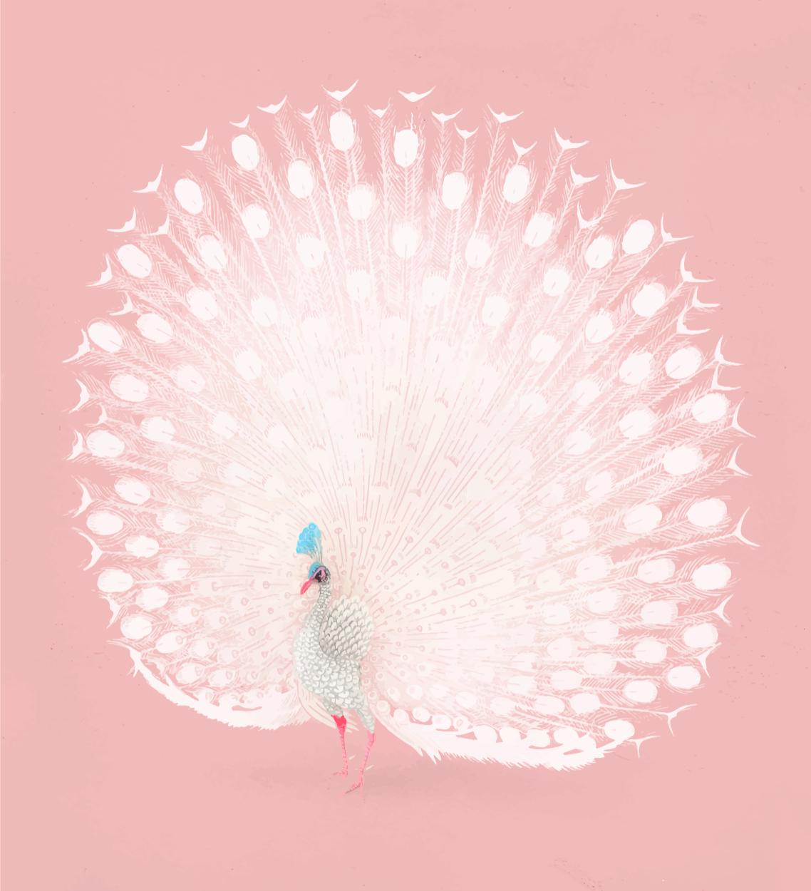 White Peacock on Pink