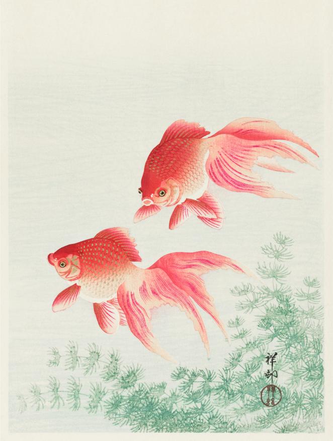 Goldfish Pair