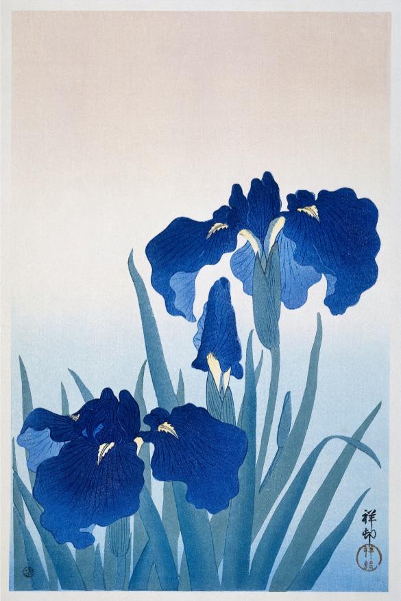 Blue Irises Japanese Print