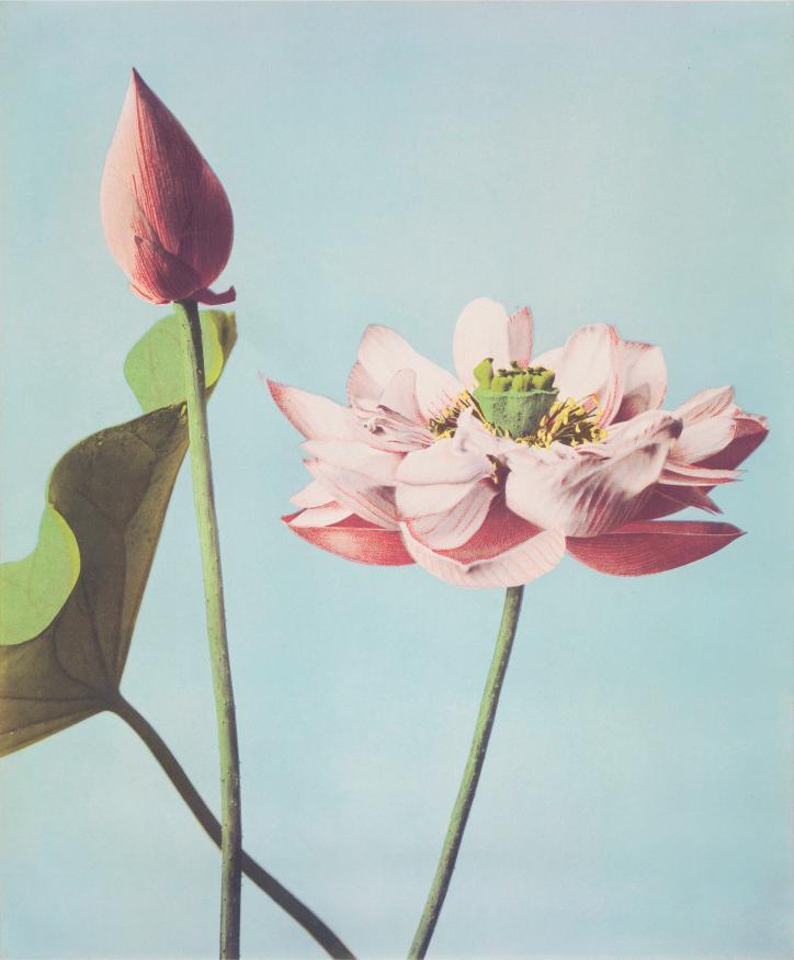 Pink Lotus Photograph
