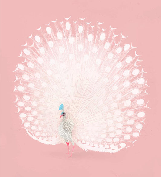 White Peacock on Pink