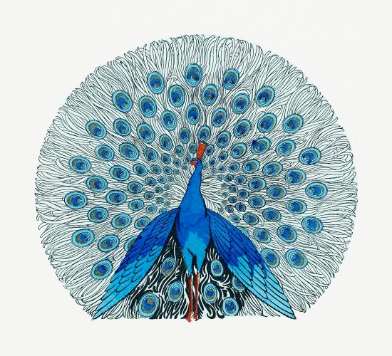 Blue Peacock