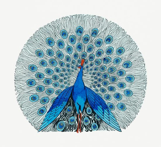 Blue Peacock