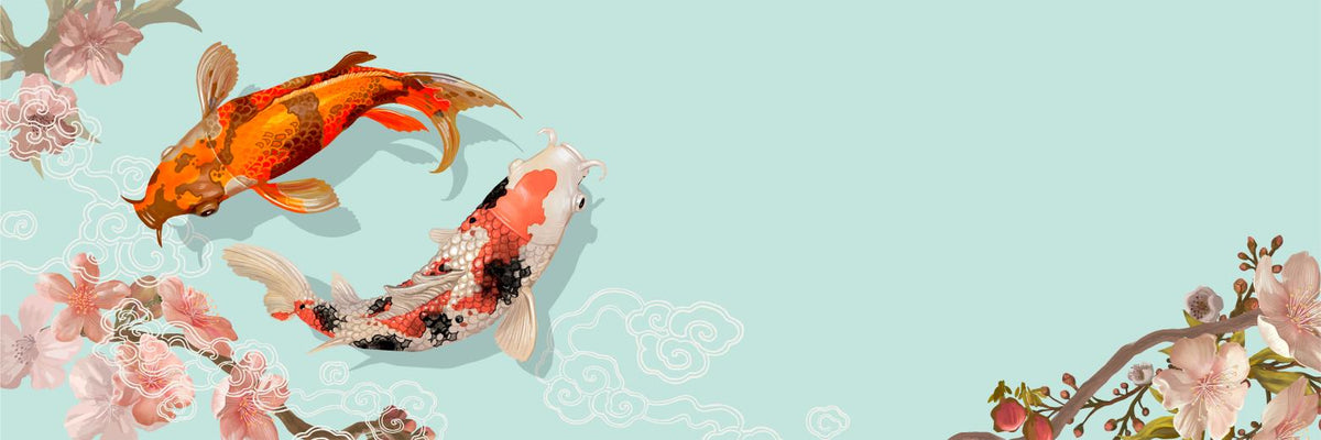 Koi and Cherry Blossom Panorama