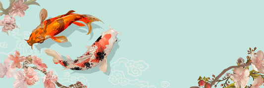 Koi and Cherry Blossom Panorama