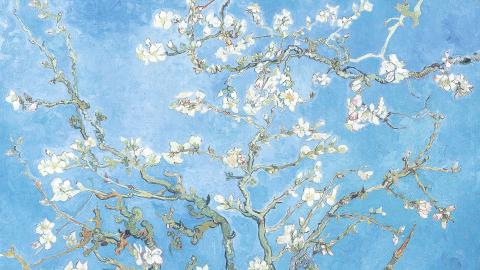 Almond Blossom Branches