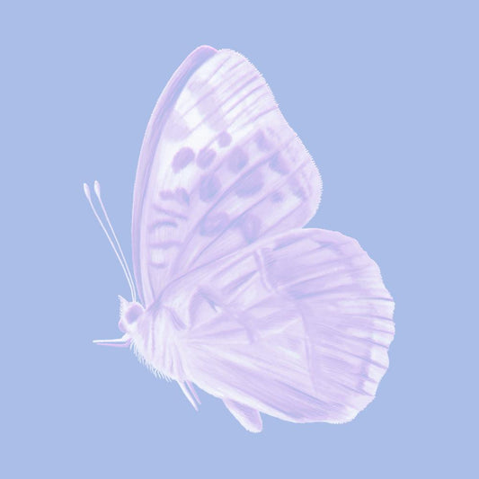 Lilac Butterfly on Periwinkle