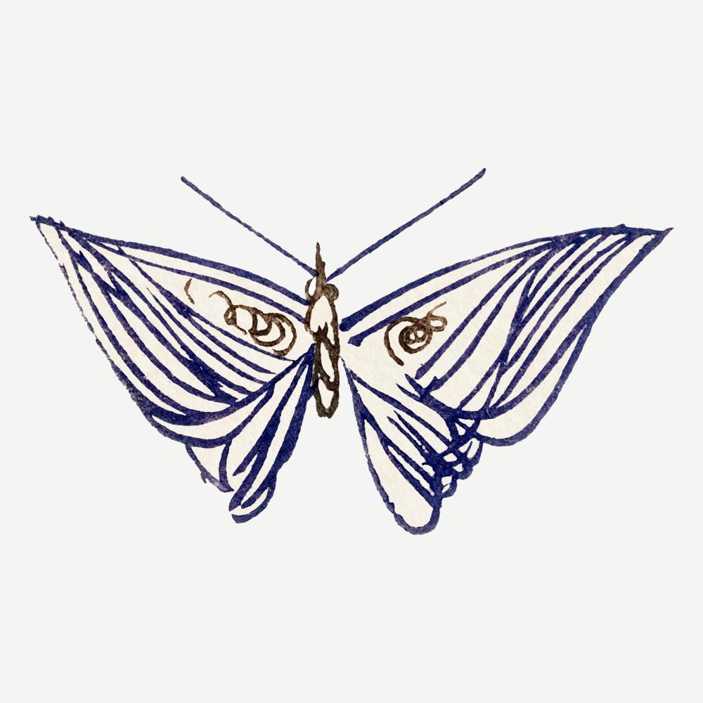 Navy Butterfly Sketch