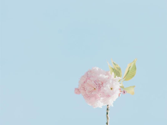 Cherry Blossom on Blue