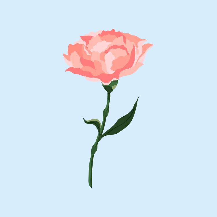 Coral Carnation on Blue