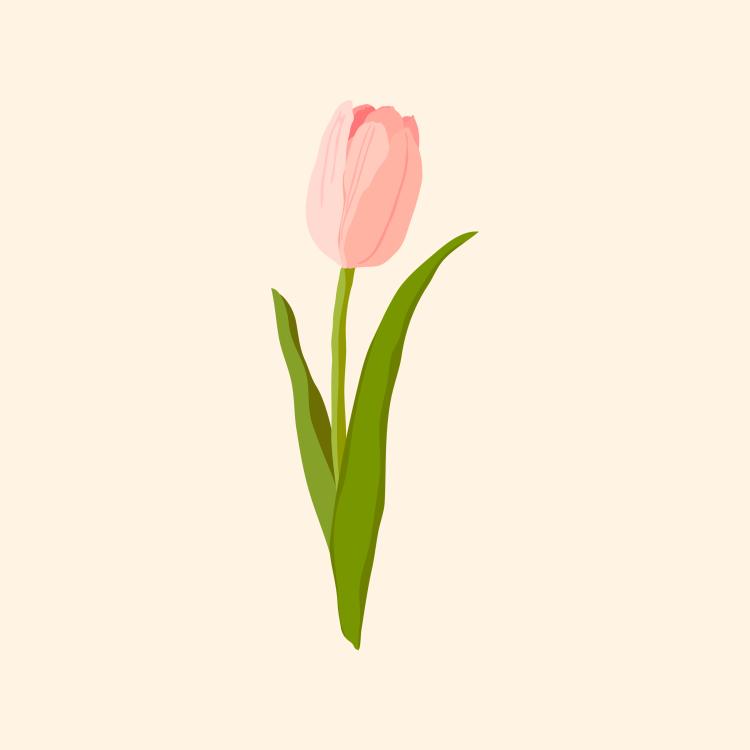 Blush Tulip on Cream