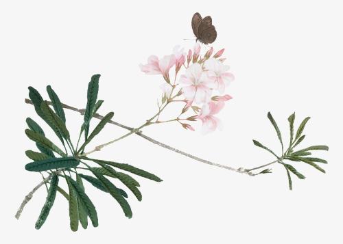 Oleander and Butterfly