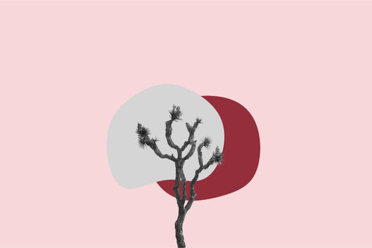 Joshua Tree and Sun Blush