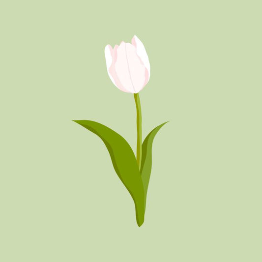 Pale Tulip on Sage