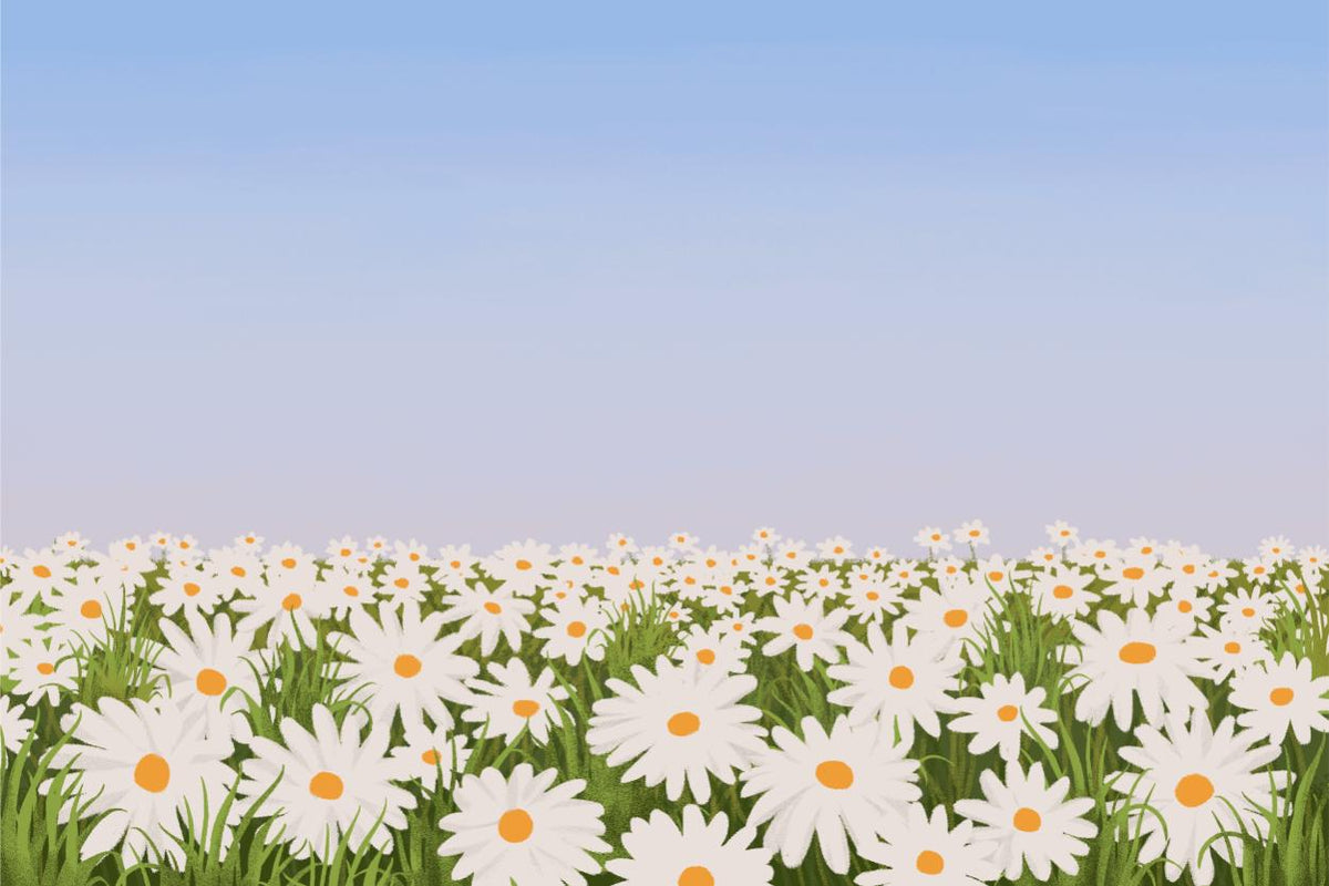 Daisy Field