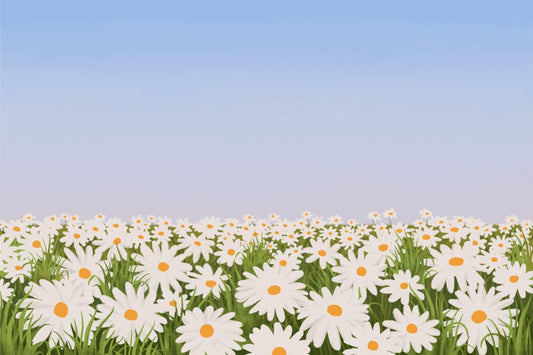 Daisy Field