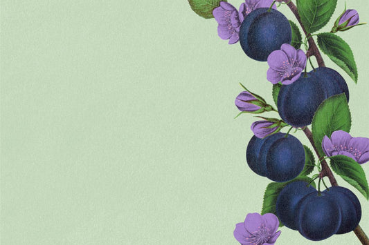 Plum Branch on Sage