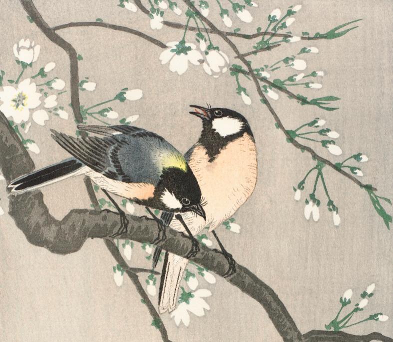 Great Tit on Blossom Branch
