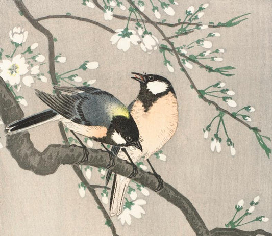 Great Tit on Blossom Branch