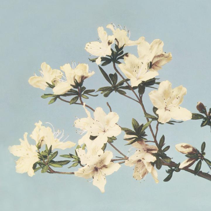 Azalea Branch