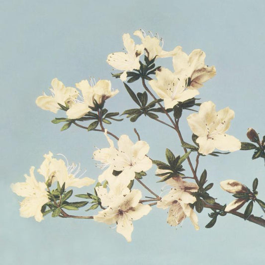 Azalea Branch