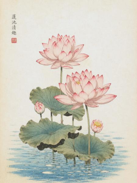 Pink Lotus Pond