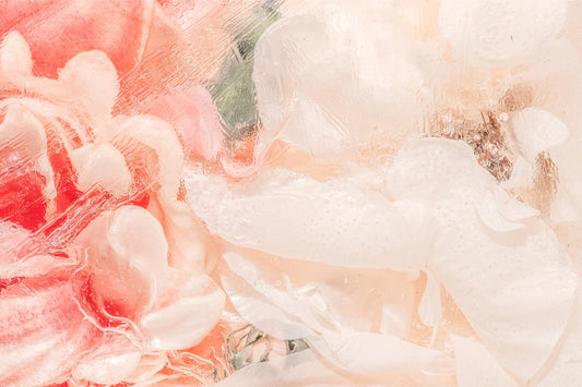 Peony Blush Abstract