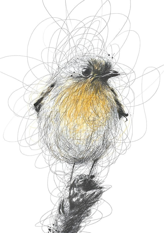 Robin in Scribble