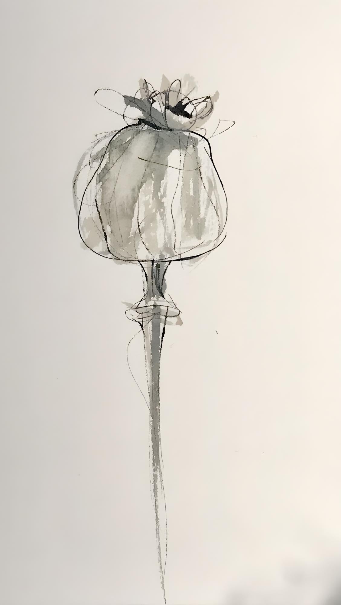 Poppy Pod Sketch