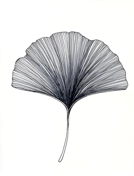 Ginkgo Leaf