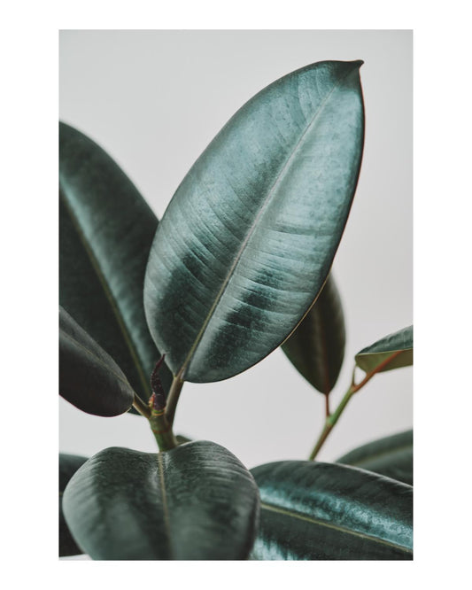 Rubber Plant Leaves