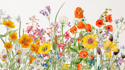 Wildflower Meadow