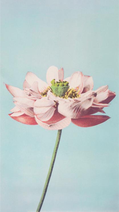 Bleke lotus op blauw