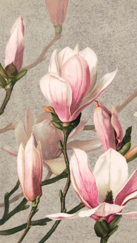 Pink Magnolia