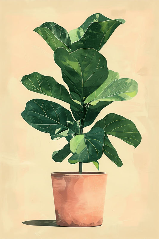 Fiddle Leaf Fig in Terracotta